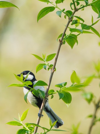 Japanese Tit 善福寺公園 Thu, 4/11/2024