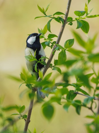 Japanese Tit 善福寺公園 Thu, 4/11/2024