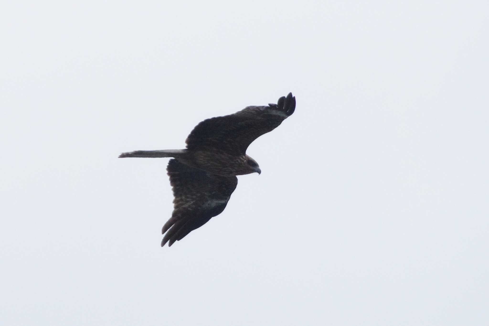 Black Kite