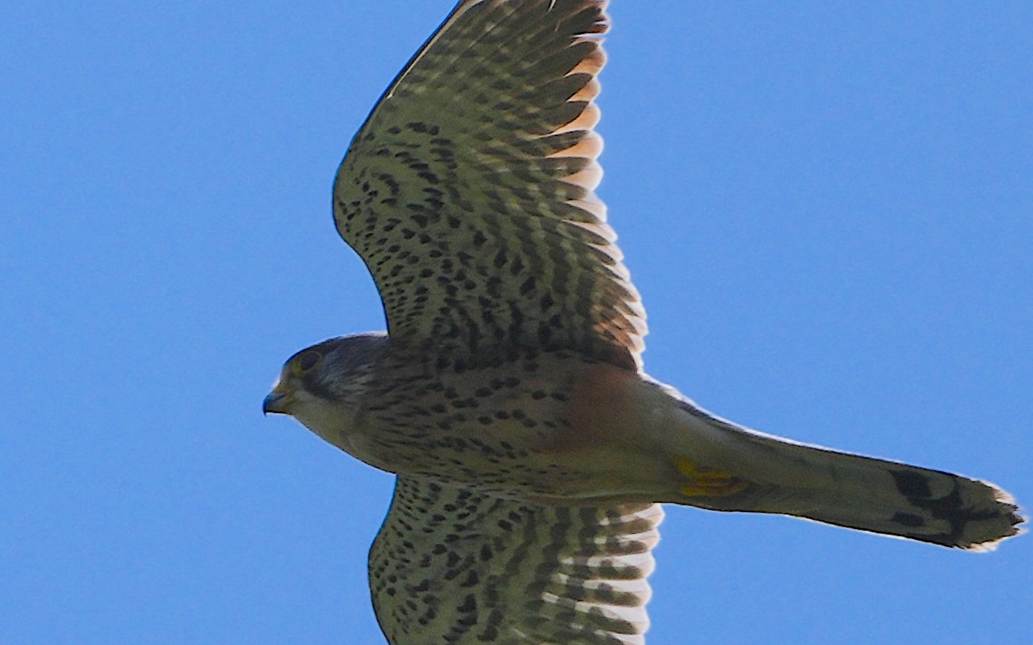 Photo of Common Kestrel at 淀川河川公園 by アルキュオン