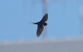 Barn Swallow 淀川河川公園 Fri, 4/12/2024