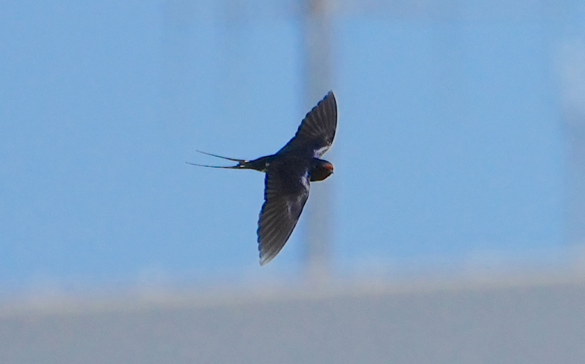 Photo of Barn Swallow at 淀川河川公園 by アルキュオン