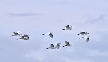 Medium Egret 磐田市 Sat, 4/6/2024