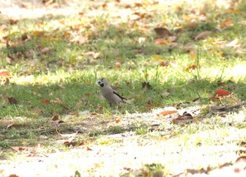 Hawfinch Oizumi Ryokuchi Park Fri, 4/12/2024