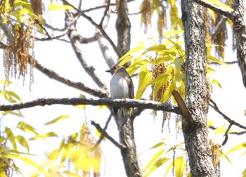 Blue-and-white Flycatcher Oizumi Ryokuchi Park Fri, 4/12/2024