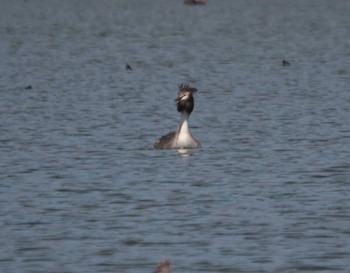 Great Crested Grebe Oizumi Ryokuchi Park Fri, 4/12/2024