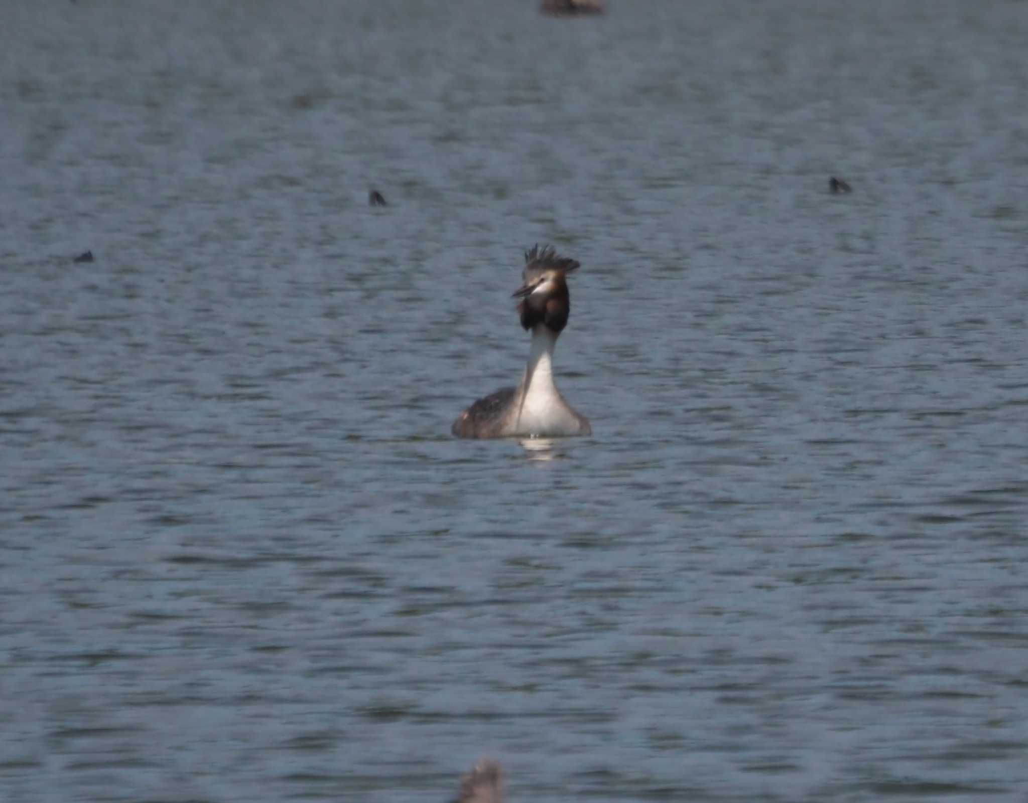 Photo of Great Crested Grebe at Oizumi Ryokuchi Park by マル