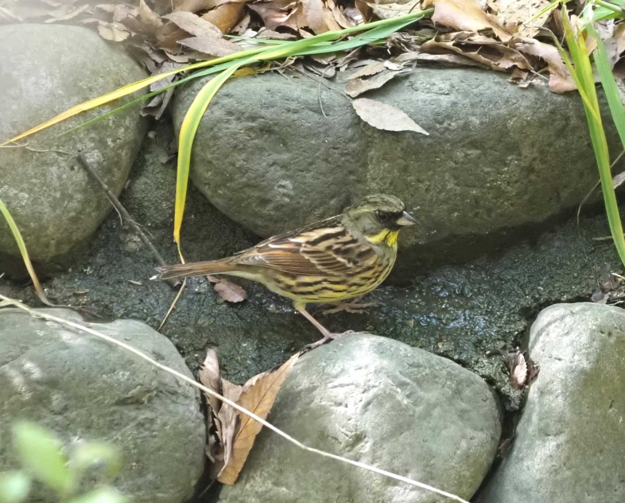 Photo of Masked Bunting at Oizumi Ryokuchi Park by マル