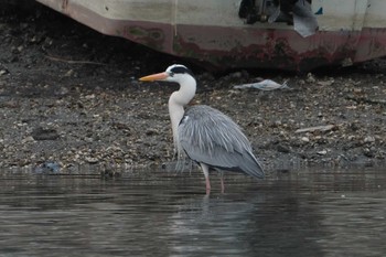 Grey Heron 野島公園 Fri, 4/12/2024