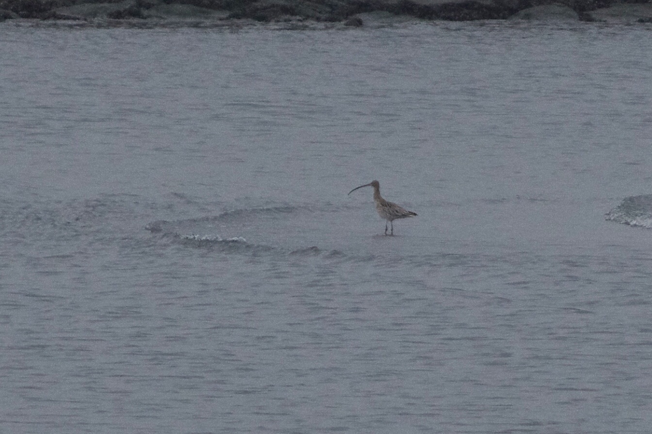 Eurasian Curlew