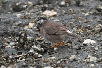 White-cheeked Starling 野島公園 Fri, 4/12/2024