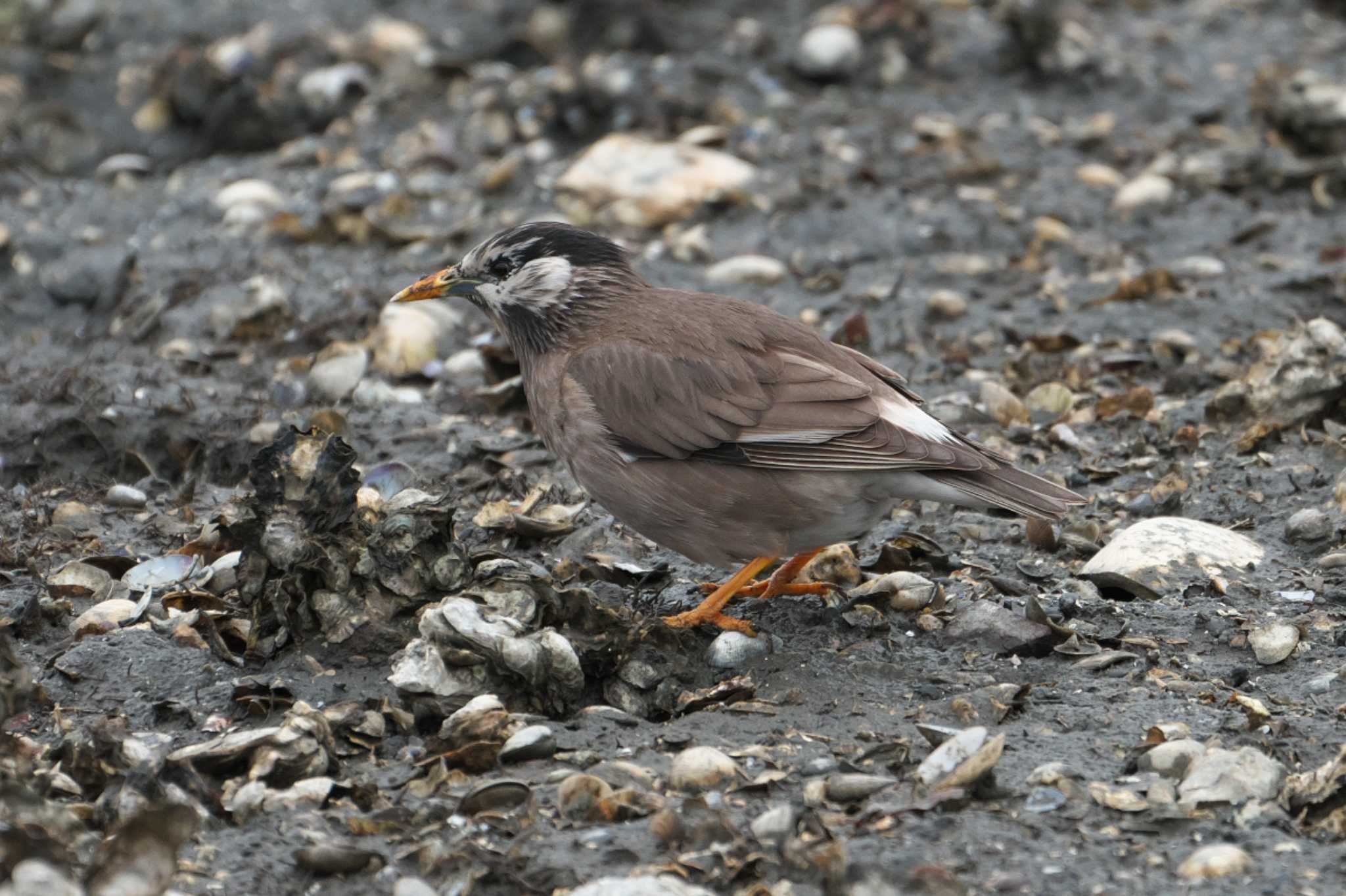 White-cheeked Starling