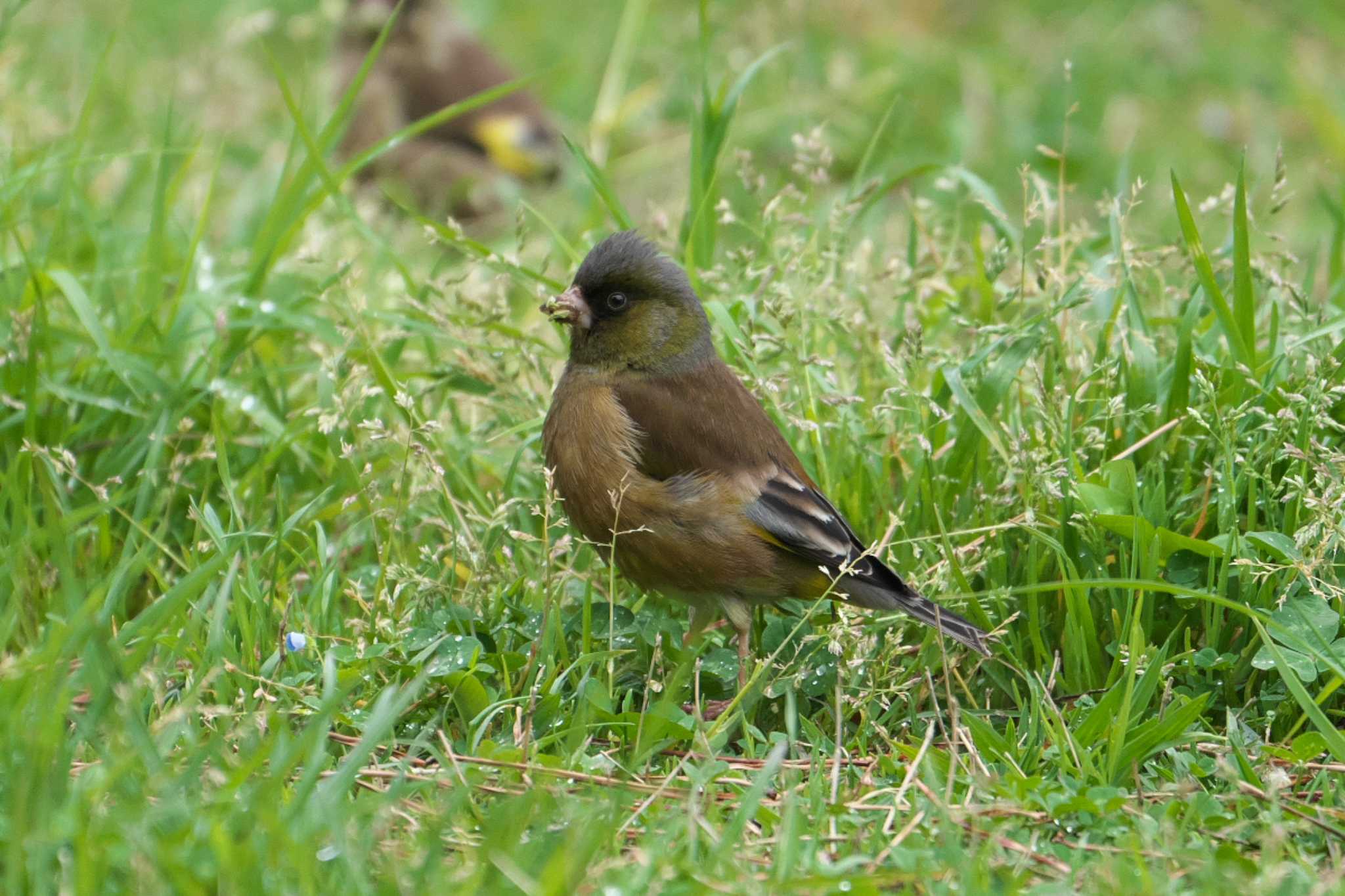 Photo of Grey-capped Greenfinch at 野島公園 by Y. Watanabe