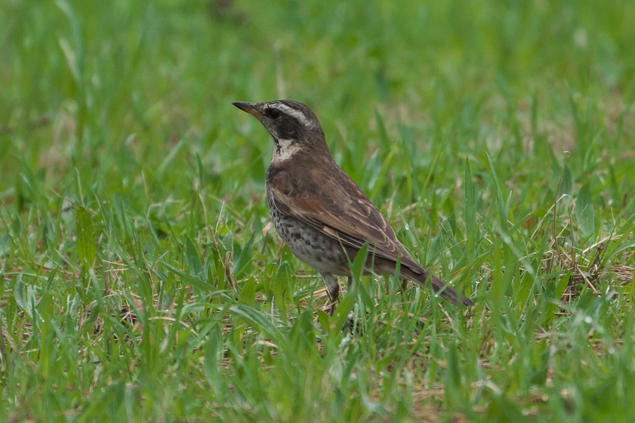 Dusky Thrush