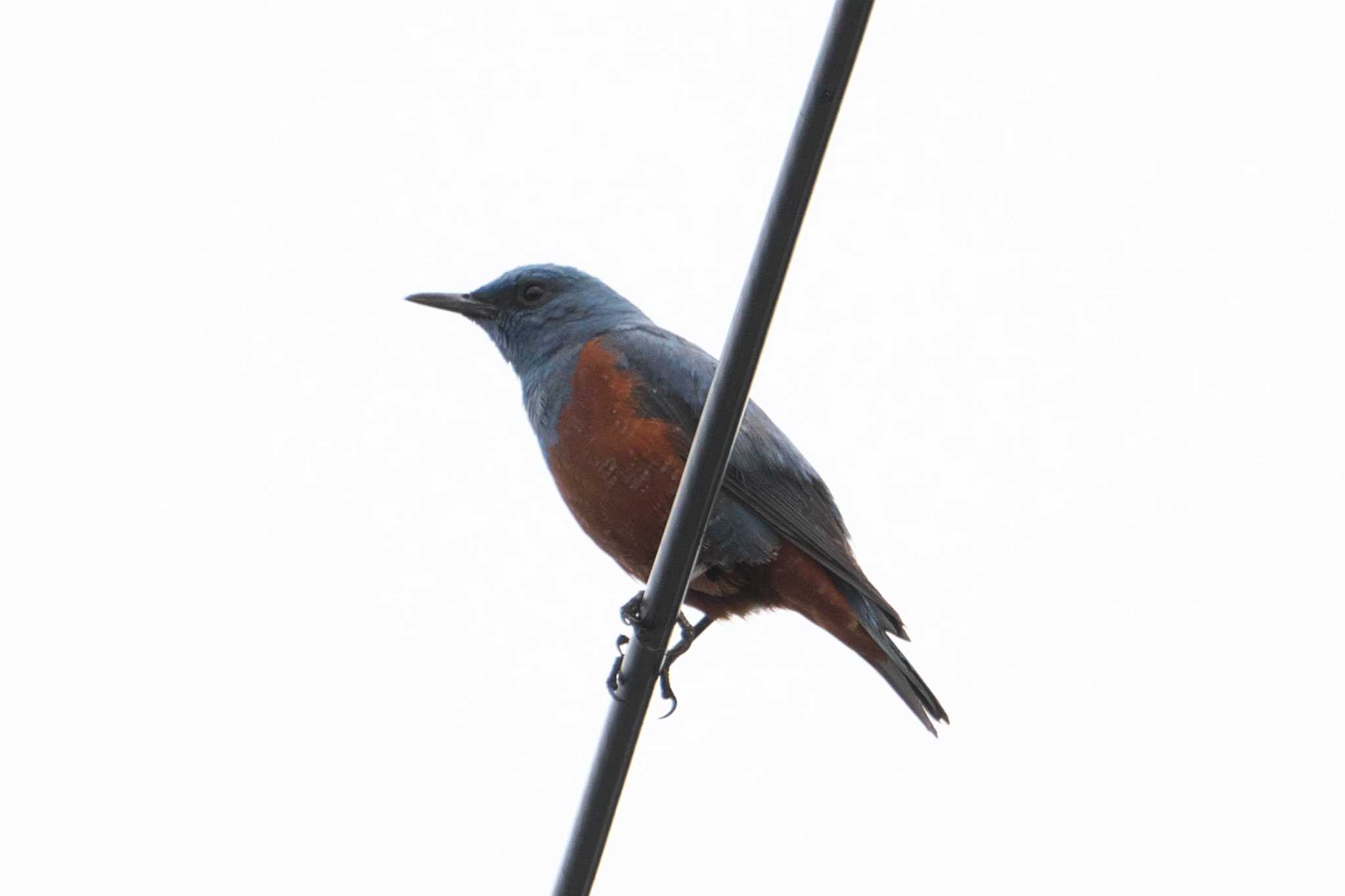 Photo of Blue Rock Thrush at 野島公園 by Y. Watanabe