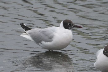 ユリカモメ 野島公園 2024年4月12日(金)