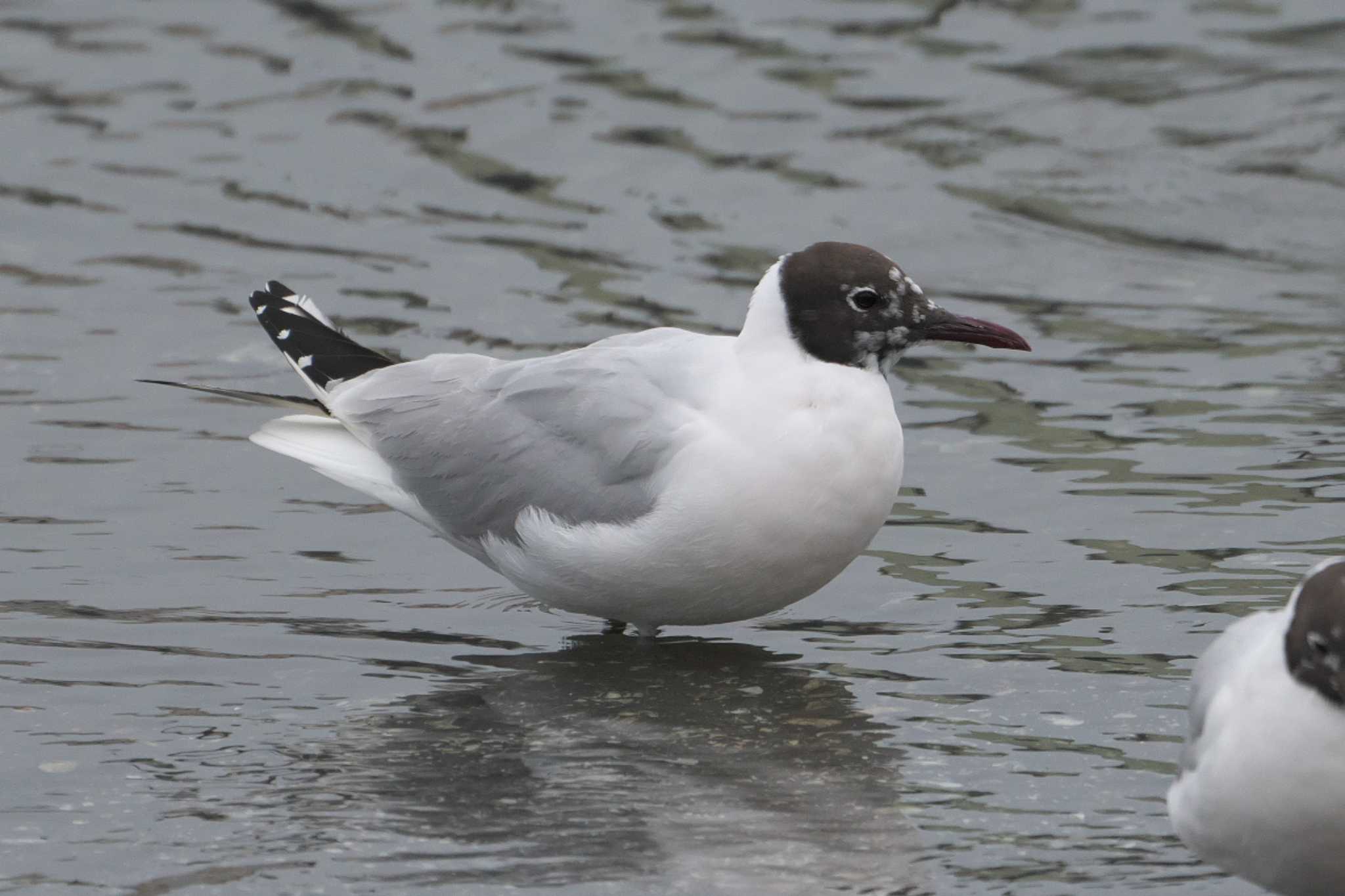 Photo of Black-headed Gull at 野島公園 by Y. Watanabe