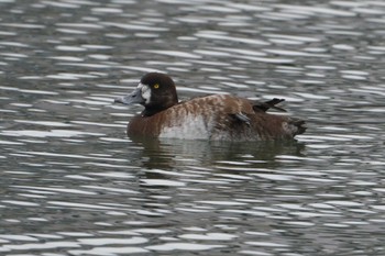 Greater Scaup 野島公園 Fri, 4/12/2024