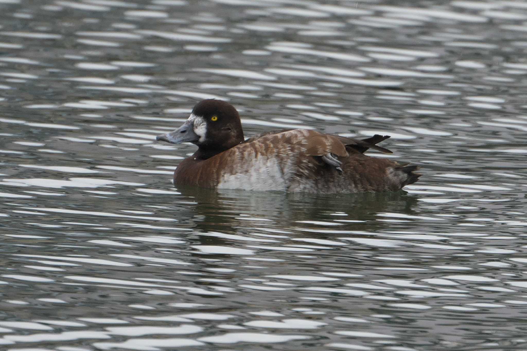 Greater Scaup