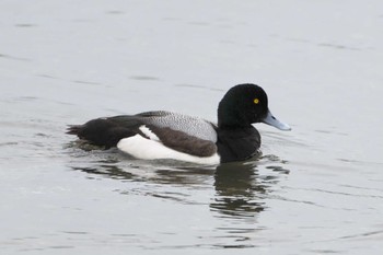 Greater Scaup 野島公園 Fri, 4/12/2024