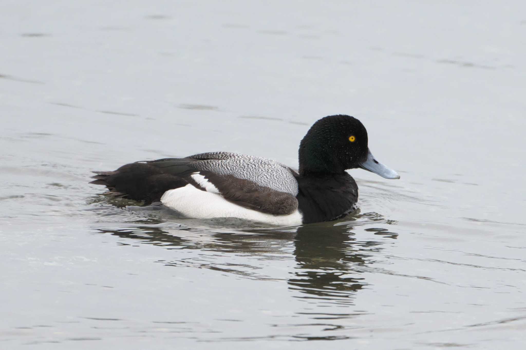 Photo of Greater Scaup at 野島公園 by Y. Watanabe