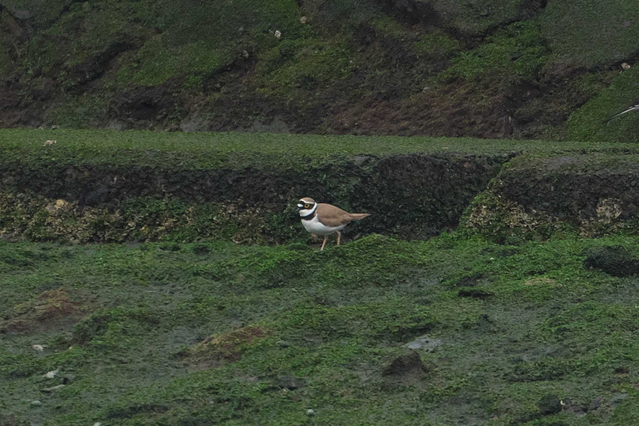 Little Ringed Plover