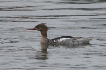 2024年4月12日(金) 野島公園の野鳥観察記録