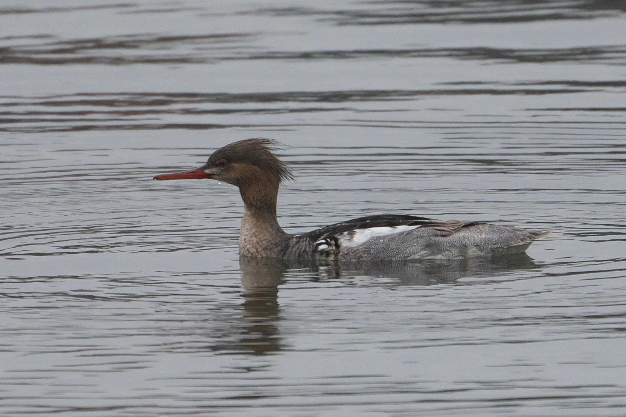 Red-breasted Merganser