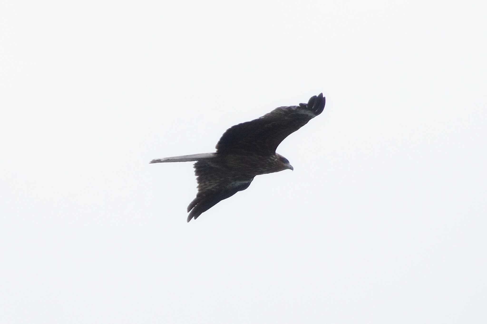 Black Kite