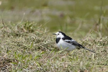 White Wagtail(leucopsis) 秋名の水田 Sun, 3/24/2024