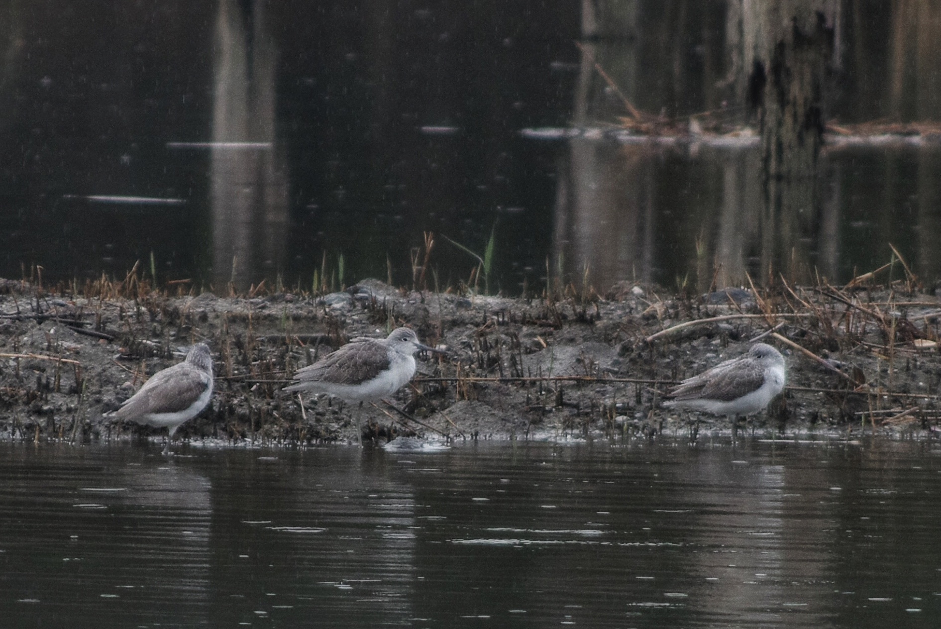 Common Greenshank