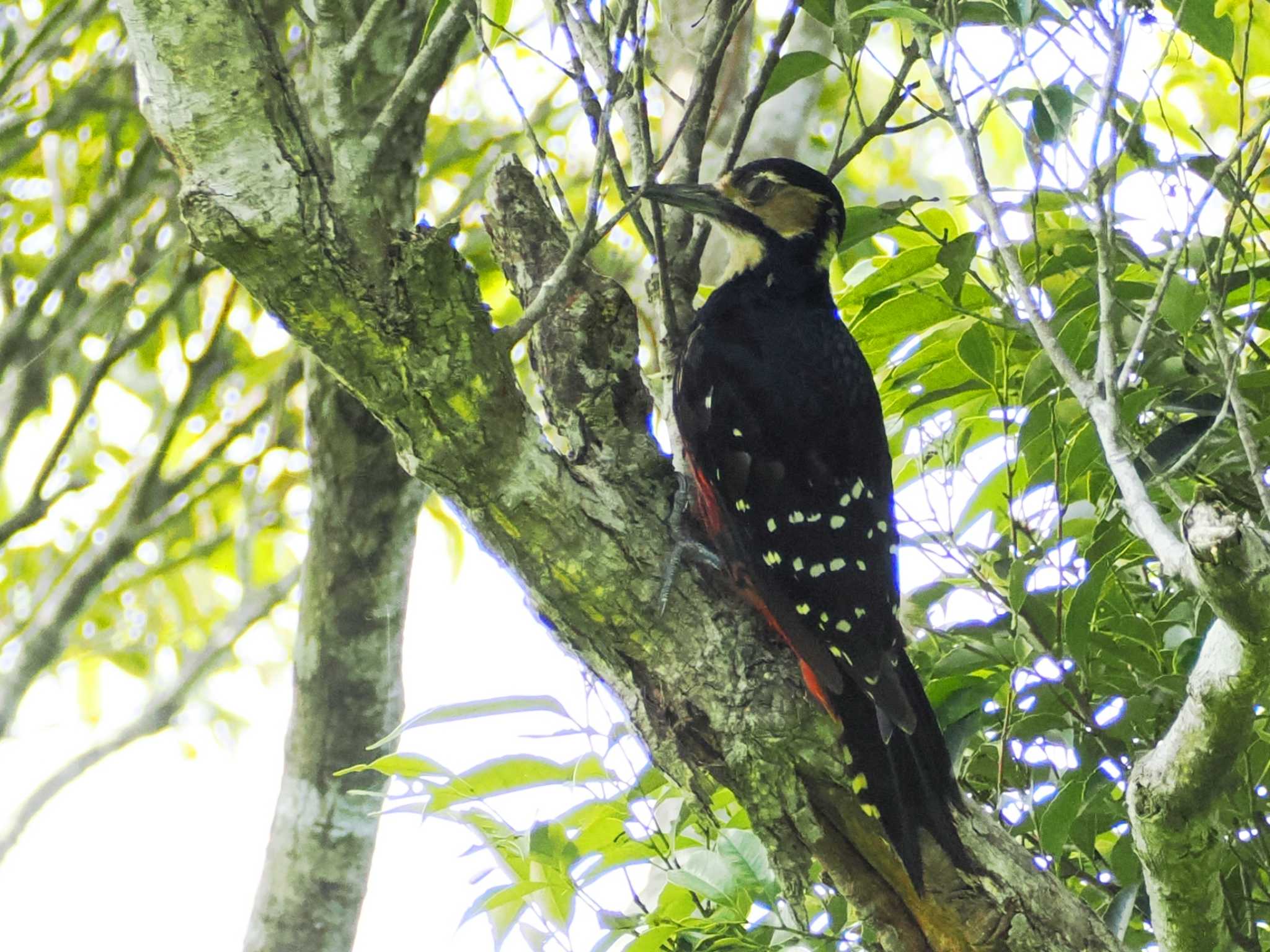 Photo of White-backed Woodpecker(owstoni) at Amami Nature Observation Forest by ぴろり