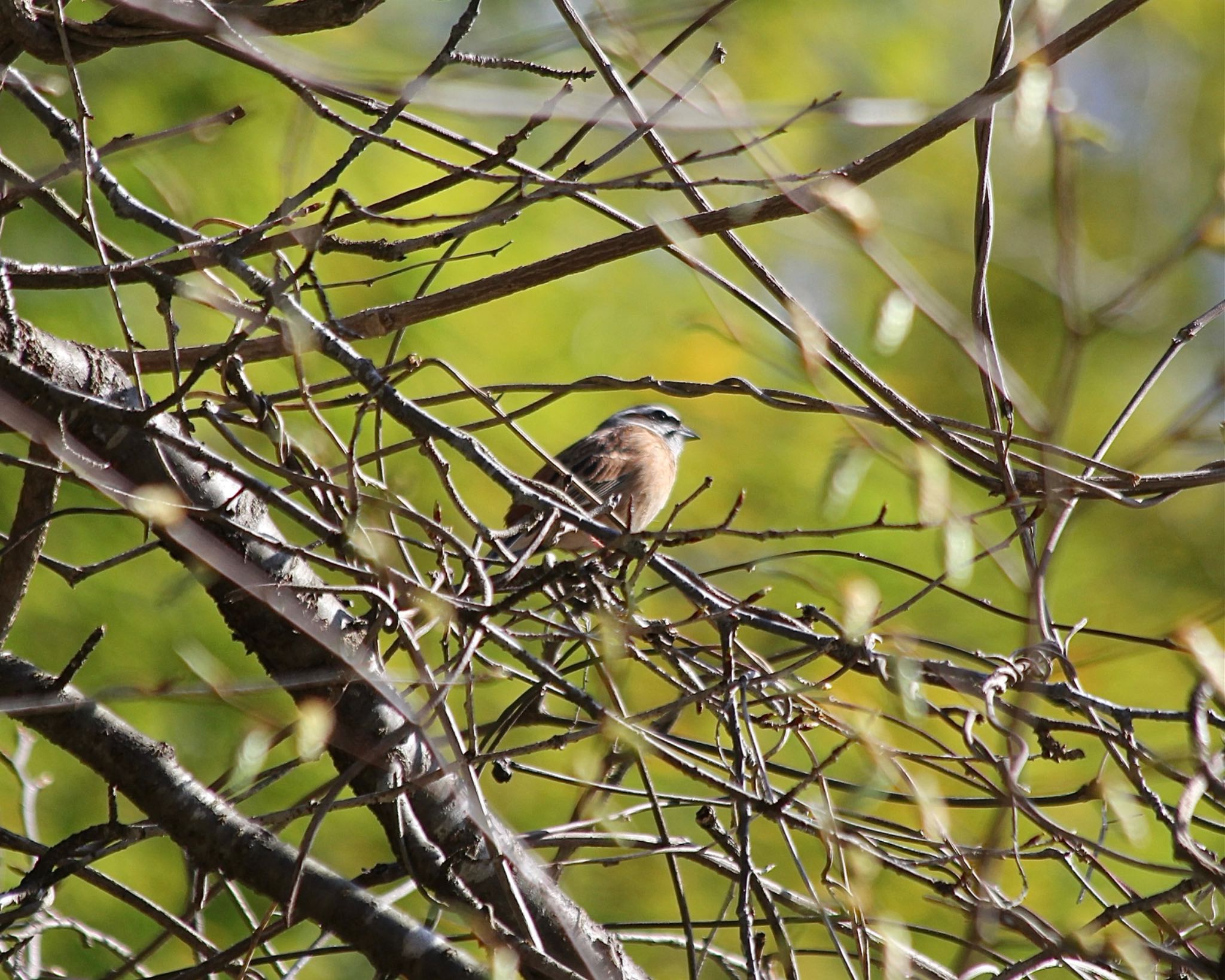 Photo of Meadow Bunting at 山梨県道志村 by おかず