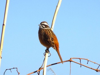 Meadow Bunting Watarase Yusuichi (Wetland) Fri, 1/12/2024