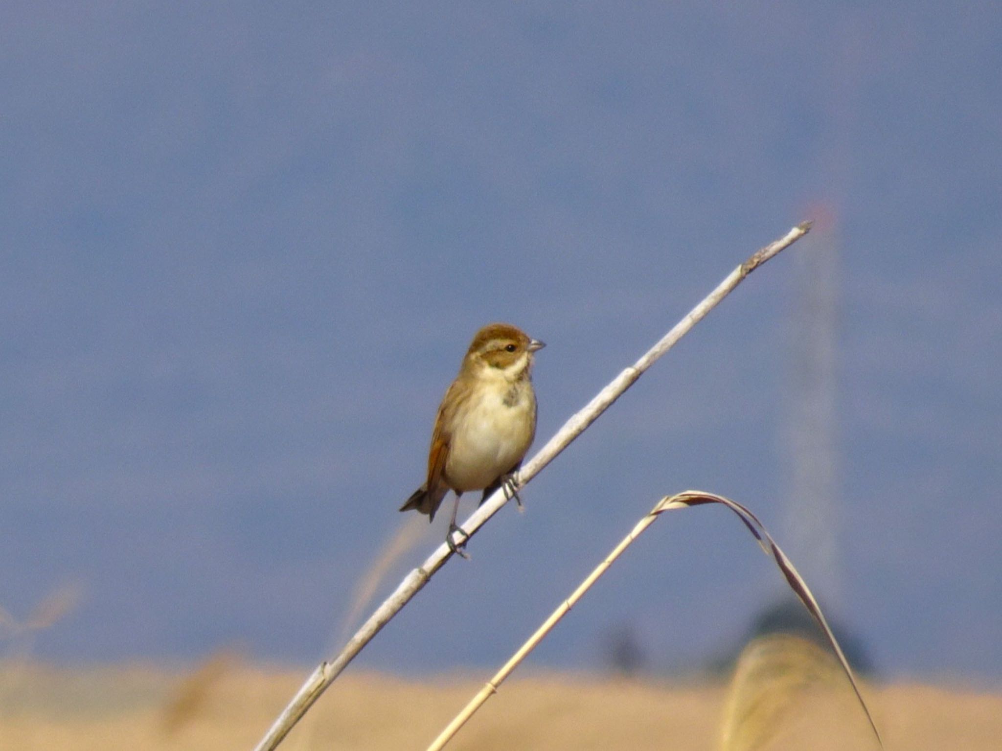 Photo of Common Reed Bunting at Watarase Yusuichi (Wetland) by ts04