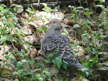 Oriental Turtle Dove 井の頭恩賜公園 Wed, 4/10/2024