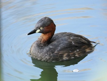 カイツブリ 井の頭恩賜公園 2024年4月10日(水)