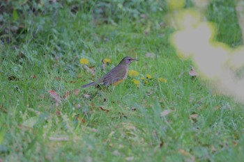 Brown-headed Thrush 山田池公園 Fri, 4/12/2024