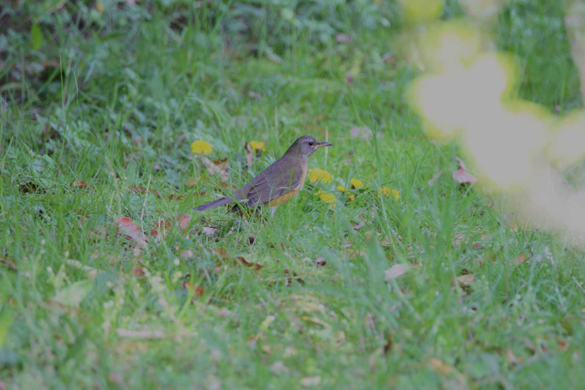 Photo of Brown-headed Thrush at 山田池公園 by Ryoji-ji