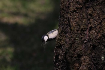 シジュウカラ 山田池公園 2024年4月12日(金)