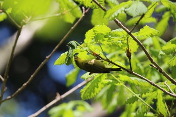 Warbling White-eye 山田池公園 Fri, 4/12/2024