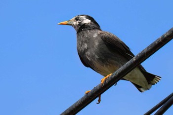 White-cheeked Starling 浮島ヶ原自然公園 Sun, 4/7/2024