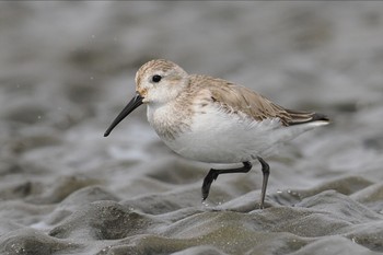 ハマシギ ふなばし三番瀬海浜公園 2024年3月24日(日)