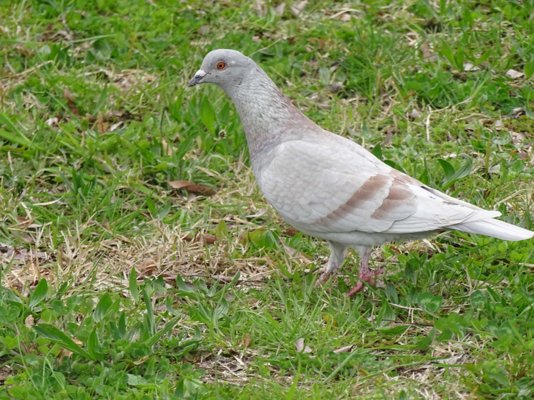 Photo of Rock Dove at 鴨川 by アカウント16296