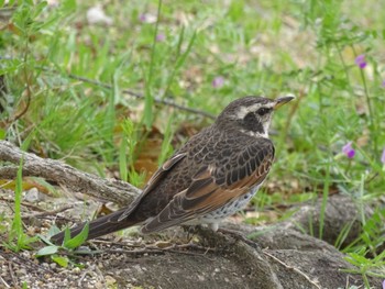 Dusky Thrush 鴨川 Tue, 4/2/2024