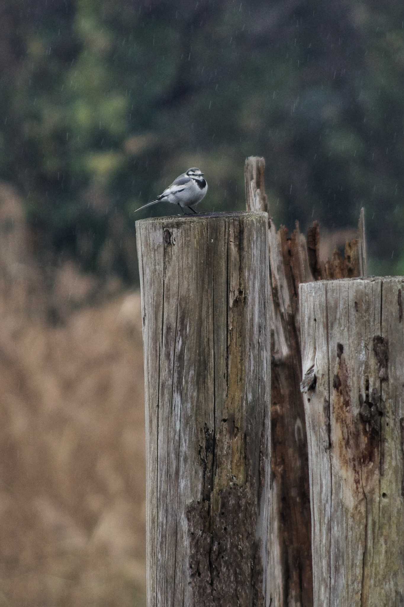 White Wagtail