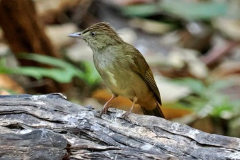 Grey-eyed Bulbul ベトナム Wed, 4/3/2024