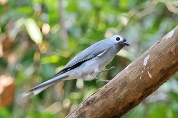 Ashy Drongo ベトナム Wed, 4/3/2024