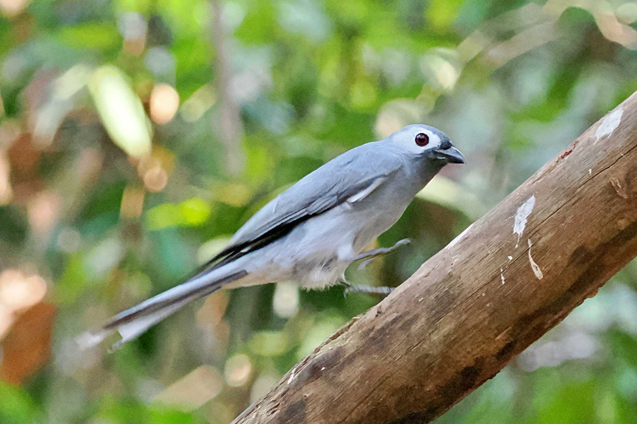 Photo of Ashy Drongo at ベトナム by 藤原奏冥