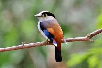 Silver-breasted Broadbill ベトナム Wed, 4/3/2024